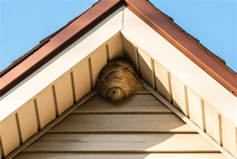 蜜蜂在家里筑巢|蜜蜂在家里筑巢怎么办？/Bees build nests in home